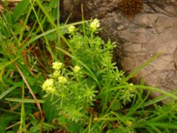 2013-06-22_Hirschhoerndl_Jochberg (127).JPG